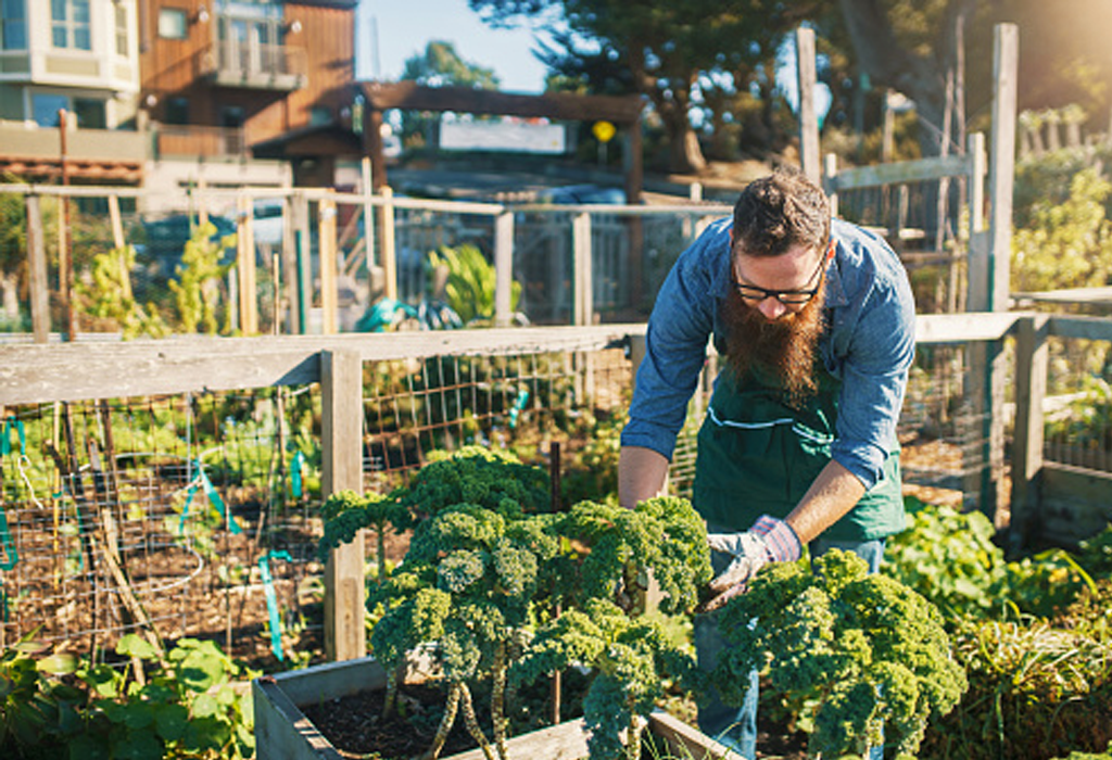 Urban Garden