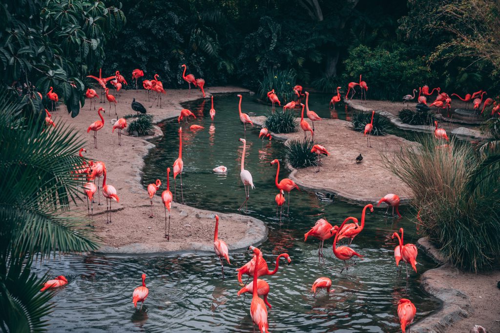 Flamingos getting a drink